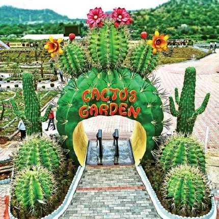 Cactus Garden